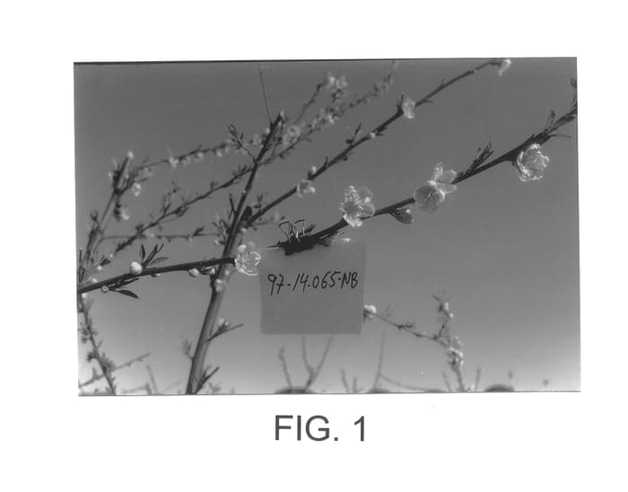 Figure 1 of US plant patent PP14556, the photograph of Plablanec printed in the patent.