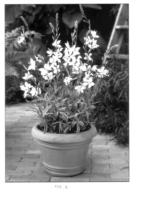 Figure 1 of US plant patent PP14557, the photograph of My Melody printed in the patent.