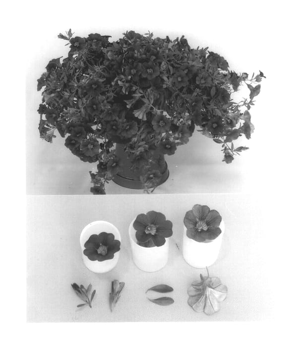 Figure 1 of US plant patent PP14558, the photograph of Kiecabul printed in the patent.