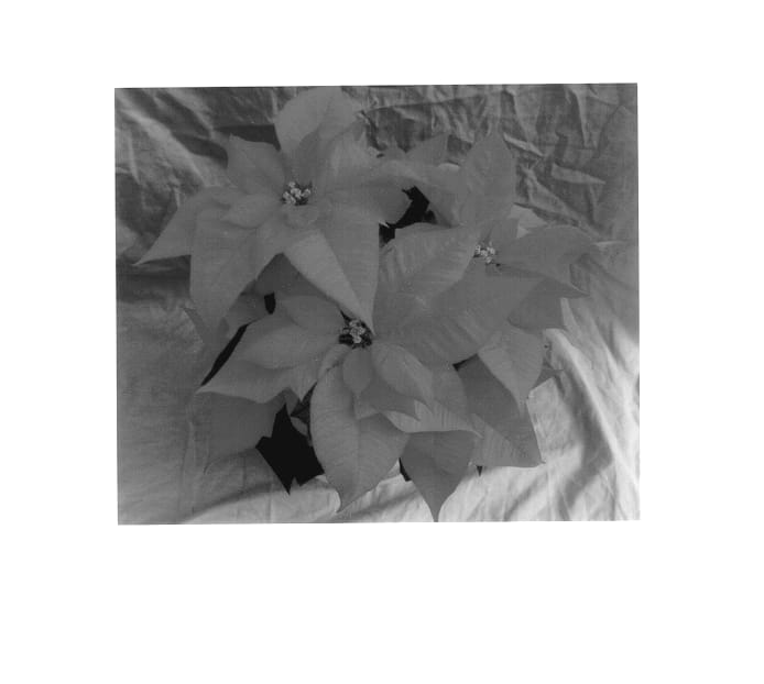 Figure 1 of US plant patent PP14559, the photograph of Festival Pink printed in the patent.