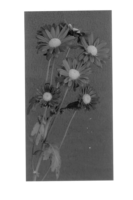 Figure 1 of US plant patent PP14560, the photograph of Joker printed in the patent.