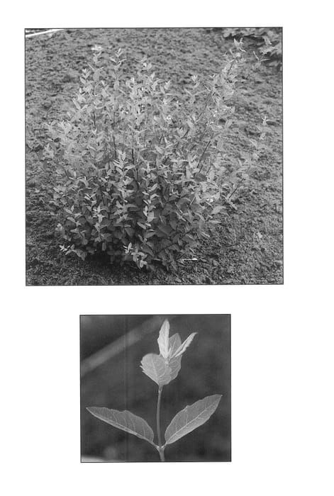 Figure 1 of US plant patent PP14561, the photograph of Kolmsno printed in the patent.