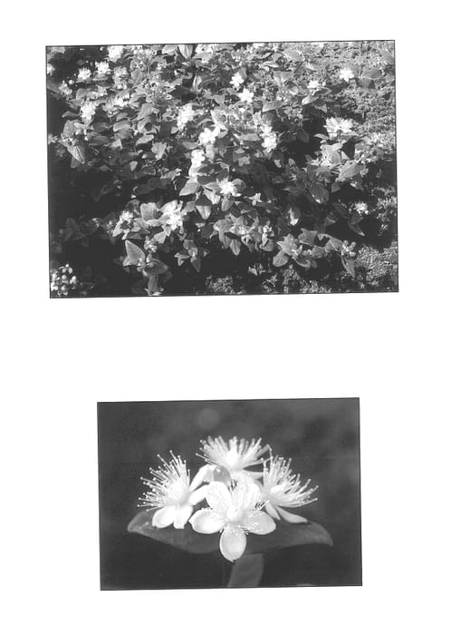 Figure 1 of US plant patent PP14562, the photograph of Kolmfir printed in the patent.