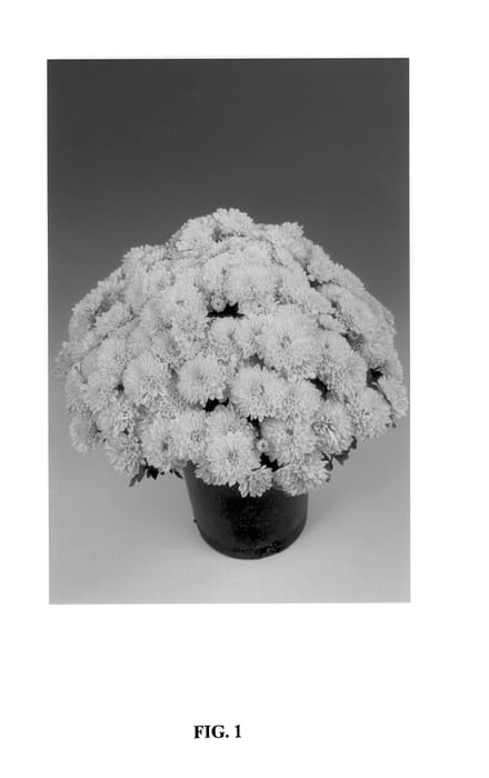 Figure 1 of US plant patent PP14563, the photograph of Cronus printed in the patent.