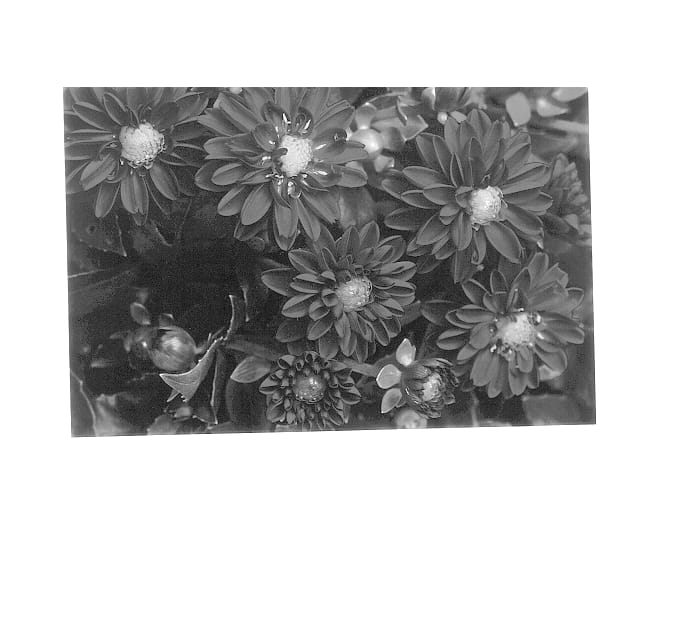Figure 1 of US plant patent PP14564, the photograph of Dada Deep Rose printed in the patent.