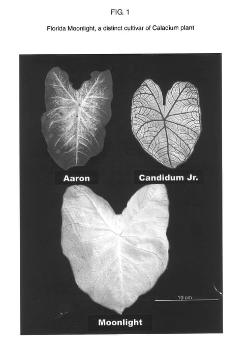 Figure 1 of US plant patent PP14565, the photograph of Florida Moonlight printed in the patent.