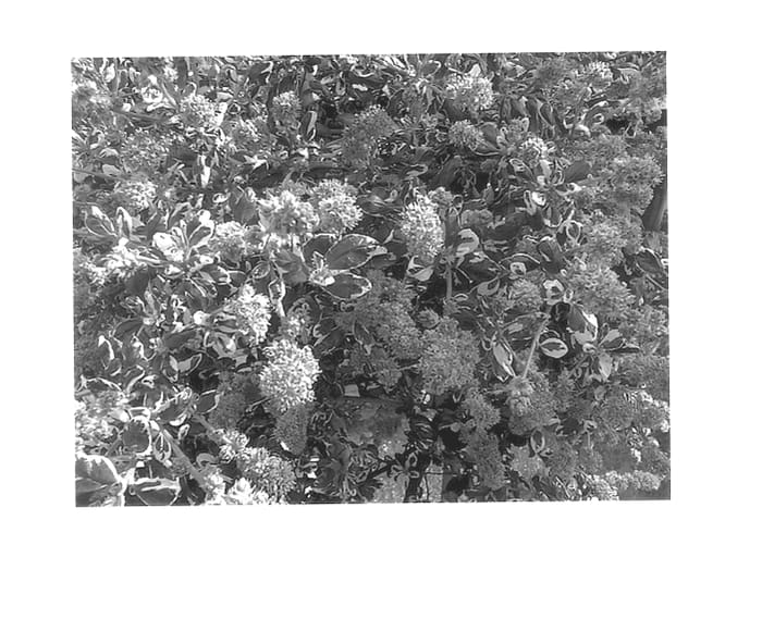 Figure 1 of US plant patent PP14566, the photograph of Brass printed in the patent.