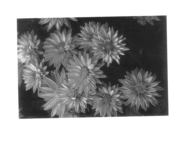 Figure 1 of US plant patent PP14567, the photograph of Dada Pink printed in the patent.
