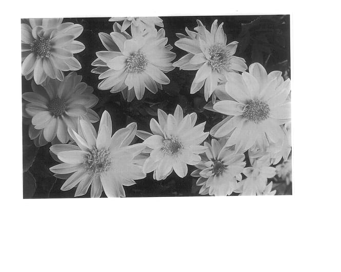 Figure 1 of US plant patent PP14568, the photograph of Dada Yellow printed in the patent.