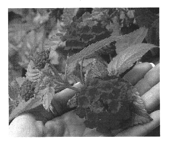 Figure 1 of US plant patent PP14569, the photograph of Red Butler printed in the patent.
