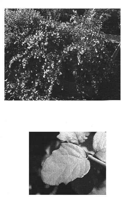 Figure 1 of US plant patent PP14570, the photograph of Bokrabright printed in the patent.