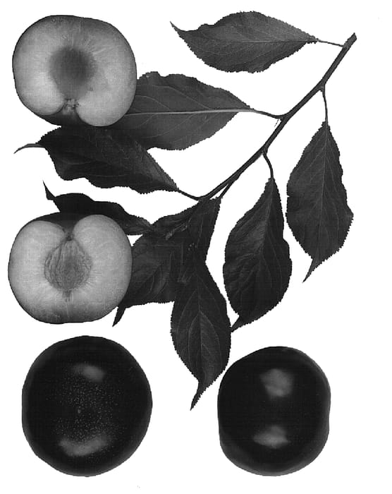 Figure 1 of US plant patent PP14571, the photograph of Spring Flavor printed in the patent.
