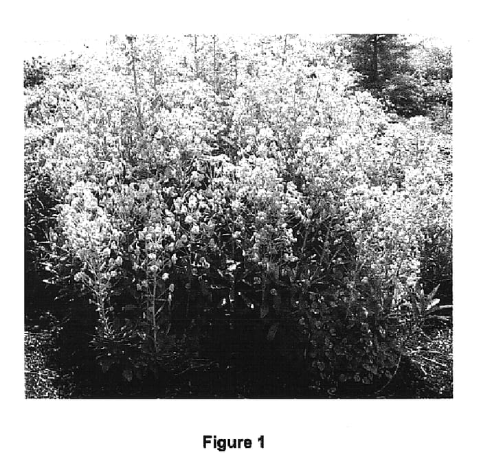 Figure 1 of US plant patent PP14572, the photograph of Blue Lagoon printed in the patent.