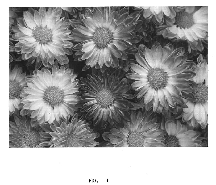 Figure 1 of US plant patent PP14573, the photograph of Moza La 01 printed in the patent.