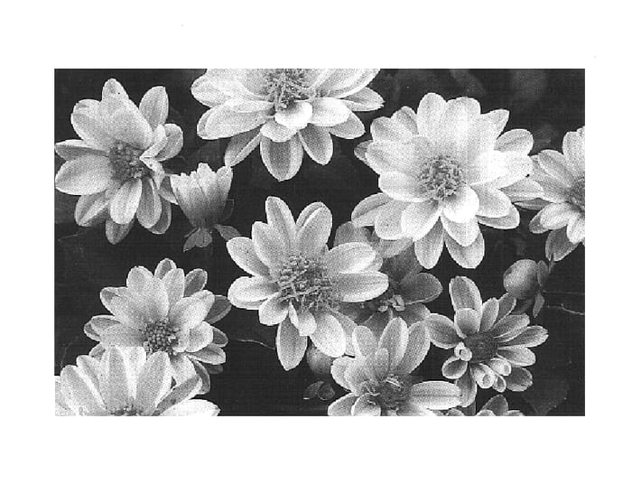 Figure 1 of US plant patent PP14574, the photograph of Dada White printed in the patent.