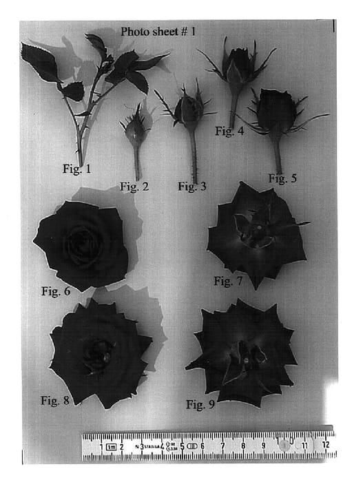 Figure 1 of US plant patent PP14575, the photograph of KORlonek printed in the patent.