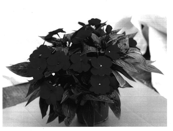 Figure 1 of US plant patent PP14576, the photograph of KLEI01025 printed in the patent.