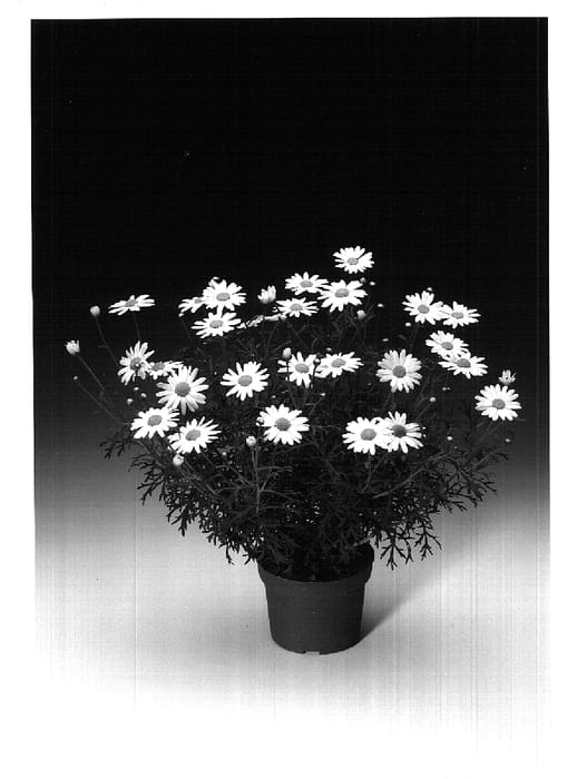 Figure 1 of US plant patent PP14577, the photograph of Argyraketis printed in the patent.