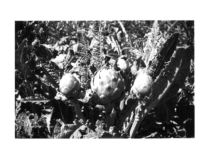 Figure 1 of US plant patent PP14578, the photograph of PS-MSC0003 printed in the patent.