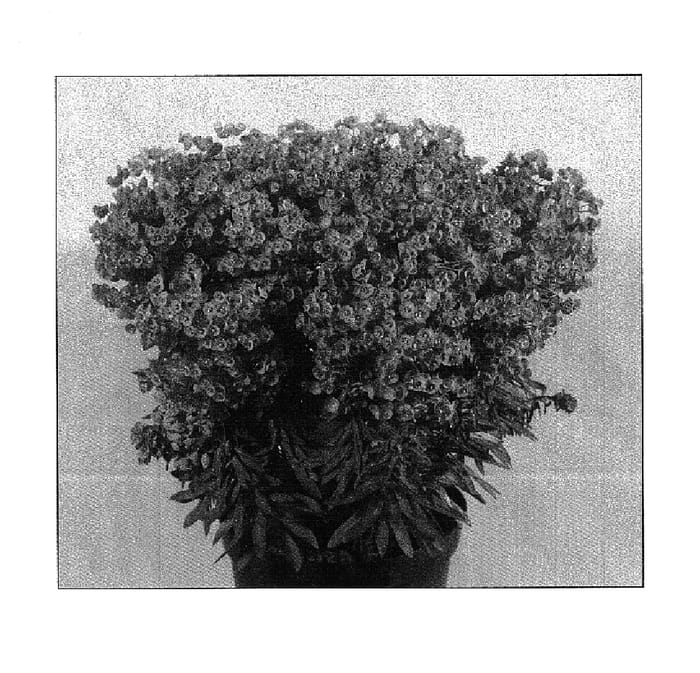 Figure 1 of US plant patent PP14579, the photograph of Mini Martini printed in the patent.