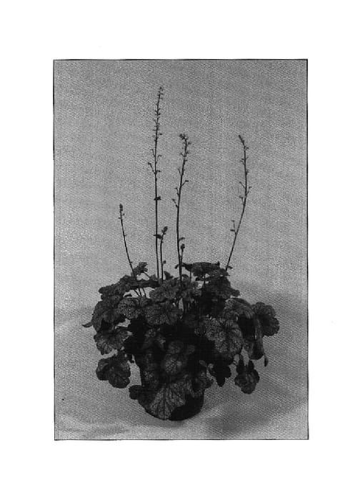 Figure 1 of US plant patent PP14580, the photograph of Prince of Silver printed in the patent.