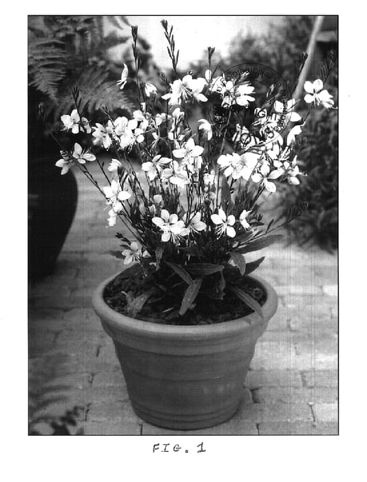 Figure 1 of US plant patent PP14581, the photograph of Cherry Brandy printed in the patent.