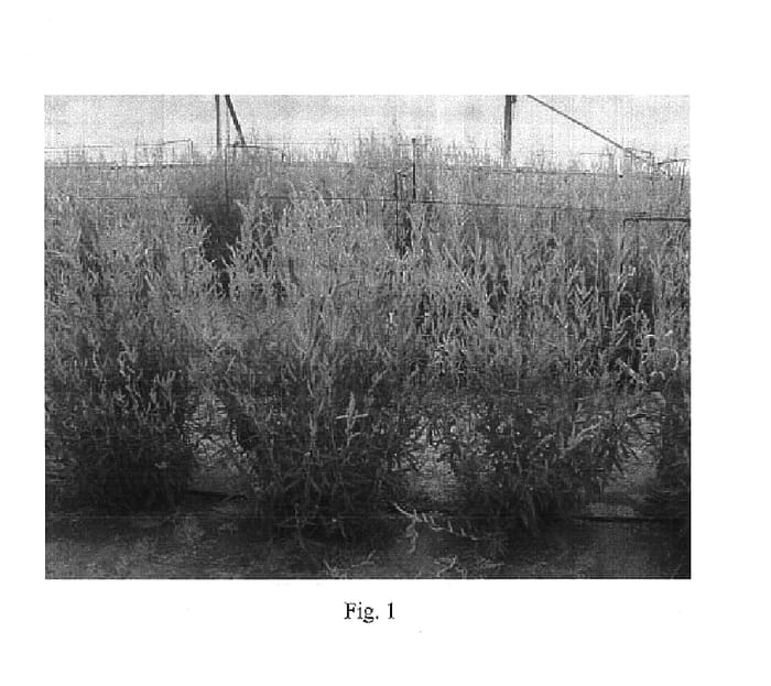 Figure 1 of US plant patent PP14582, the photograph of Desert Yearning printed in the patent.