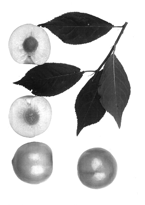 Figure 1 of US plant patent PP14583, the photograph of Splash printed in the patent.