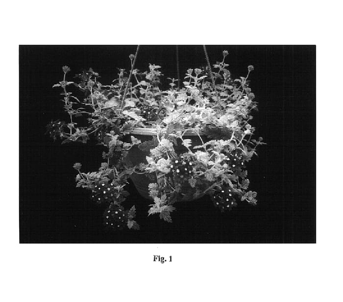 Figure 1 of US plant patent PP14584, the photograph of Sumverb 02 printed in the patent.
