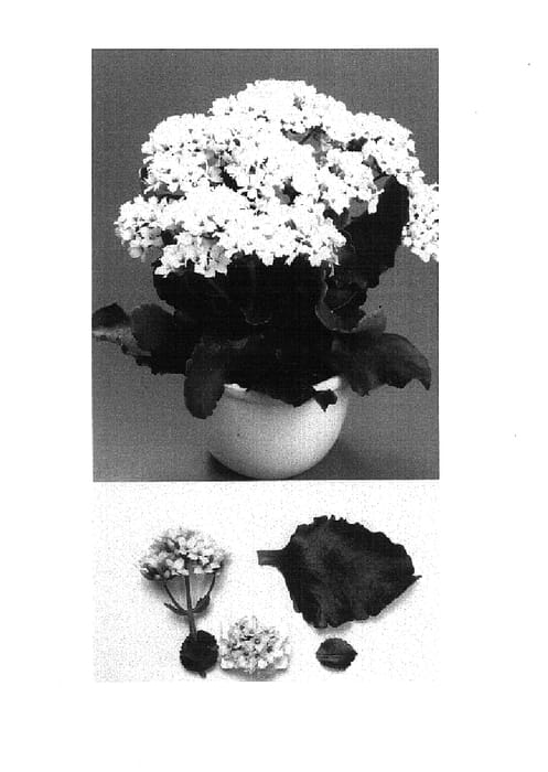 Figure 1 of US plant patent PP14586, the photograph of Krystle printed in the patent.