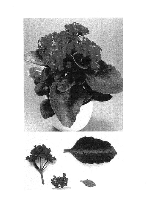 Figure 1 of US plant patent PP14587, the photograph of Mary printed in the patent.