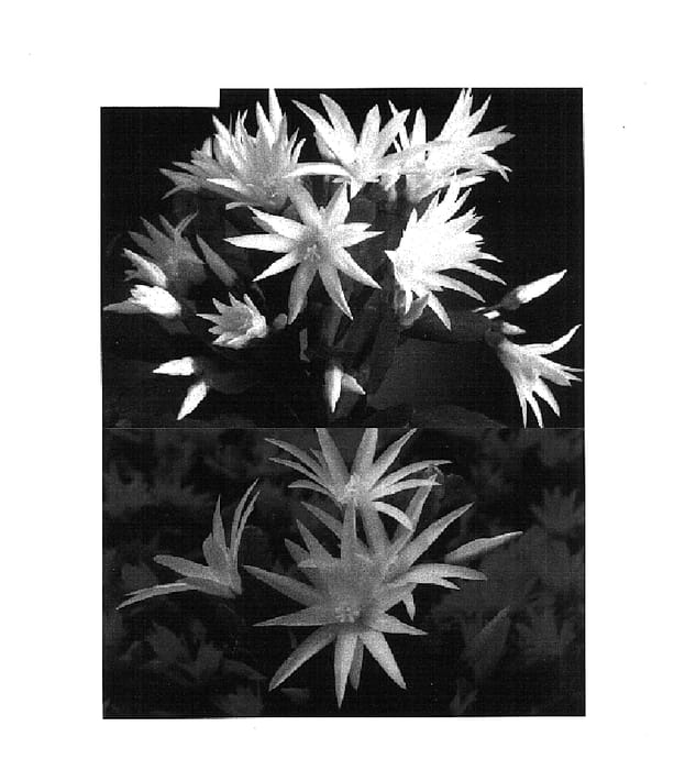 Figure 1 of US plant patent PP14588, the photograph of Cebemma printed in the patent.