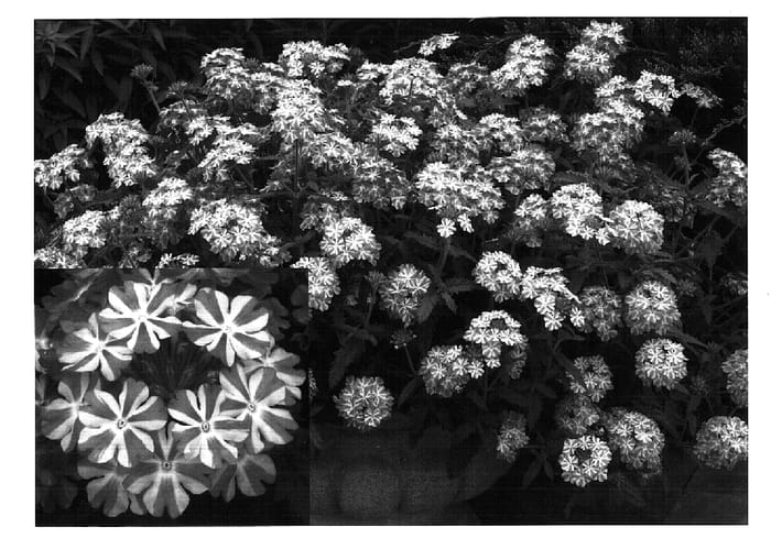 Figure 1 of US plant patent PP14590, the photograph of Lan Lav Star printed in the patent.