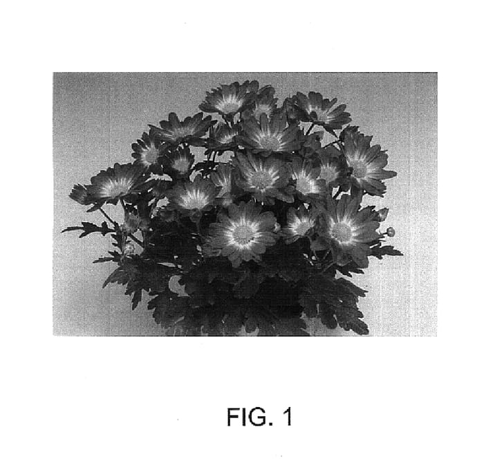 Figure 1 of US plant patent PP14591, the photograph of Tifata printed in the patent.