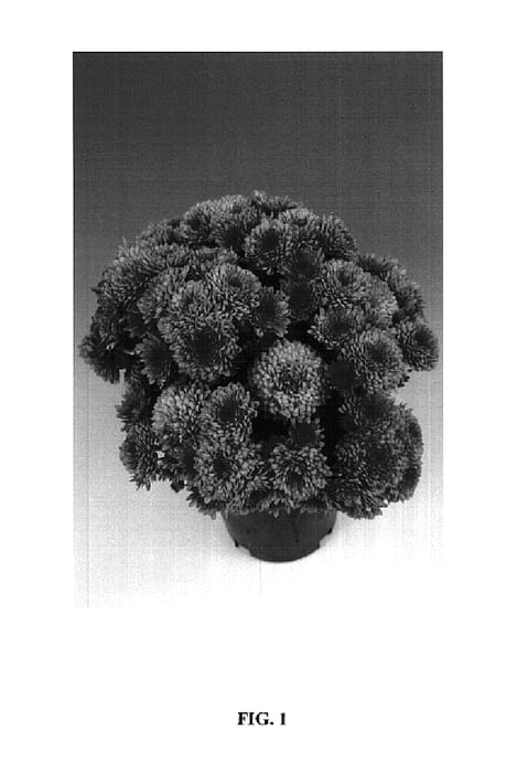 Figure 1 of US plant patent PP14592, the photograph of Amor Dark Pink printed in the patent.