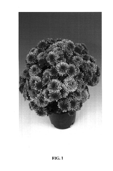 Figure 1 of US plant patent PP14593, the photograph of Amor Dark Coral printed in the patent.