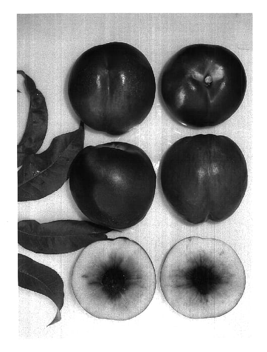 Figure 1 of US plant patent PP14594, the photograph of Royal Bright printed in the patent.