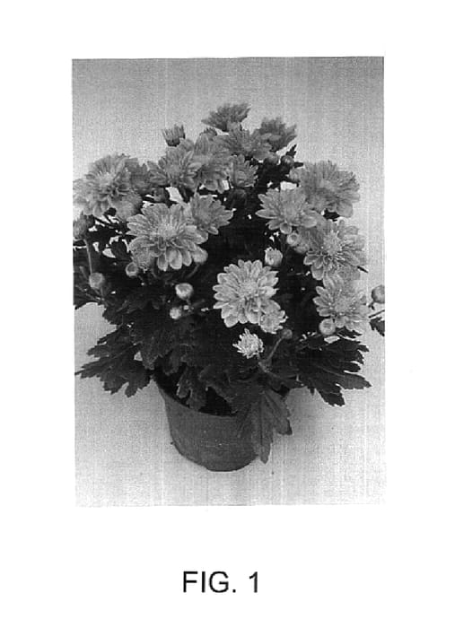 Figure 1 of US plant patent PP14595, the photograph of Michelson printed in the patent.