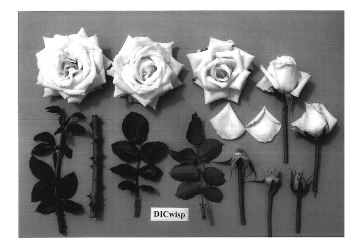 Figure 1 of US plant patent PP14596, the photograph of DICwisp printed in the patent.