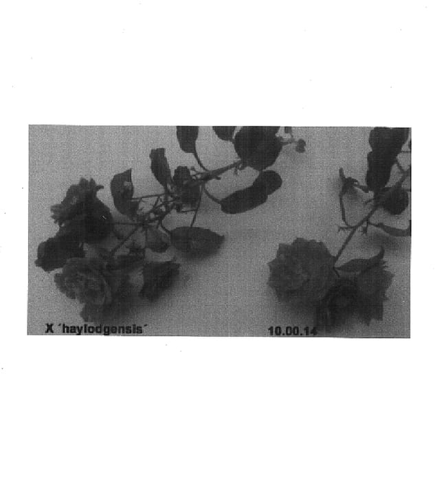 Figure 1 of US plant patent PP14597, the photograph of 10.00.14 printed in the patent.