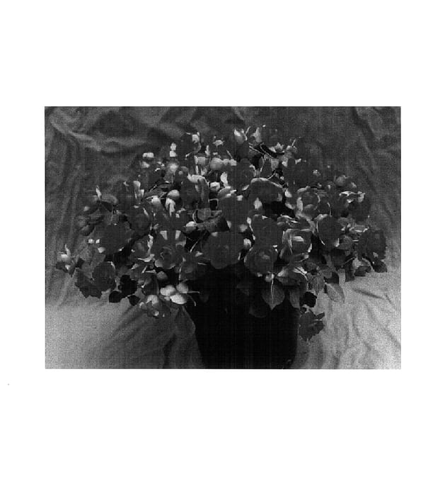 Figure 1 of US plant patent PP14598, the photograph of Cameo Scarlet Surprise printed in the patent.