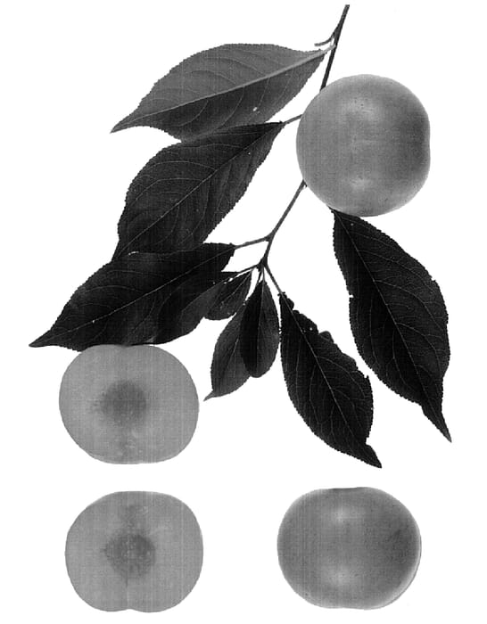Figure 1 of US plant patent PP14599, the photograph of Emerald Gem printed in the patent.