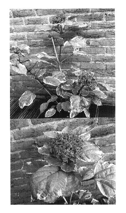 Figure 1 of US plant patent PP14601, the photograph of Pink Diamond printed in the patent.