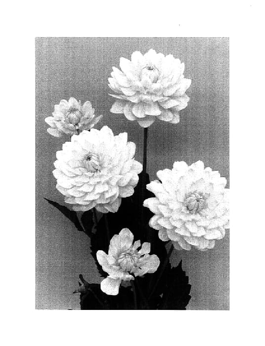 Figure 1 of US plant patent PP14602, the photograph of Karma Ventura printed in the patent.