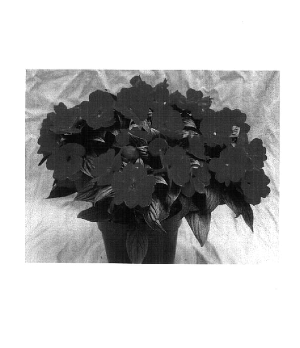 Figure 1 of US plant patent PP14603, the photograph of Ovation Red Spice printed in the patent.
