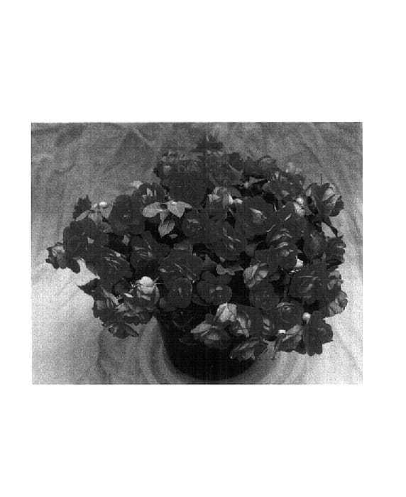 Figure 1 of US plant patent PP14604, the photograph of Cameo Coral printed in the patent.