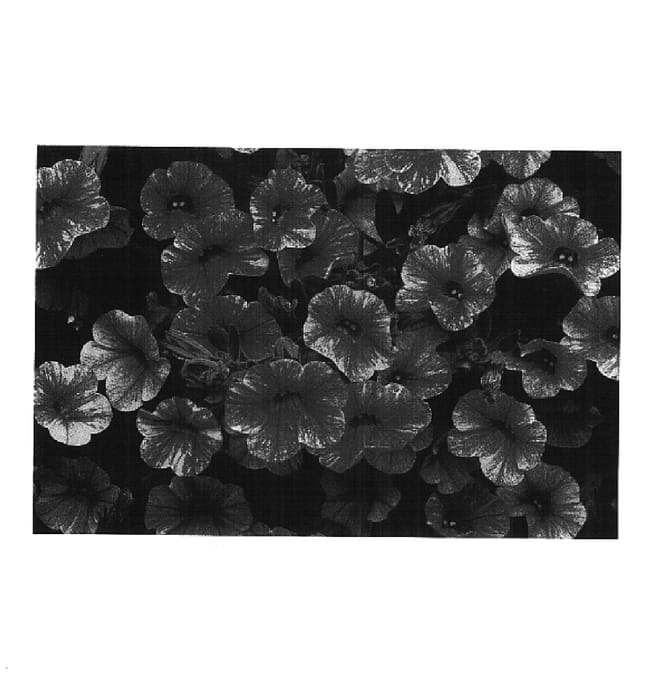 Figure 1 of US plant patent PP14605, the photograph of Cal Sunre printed in the patent.