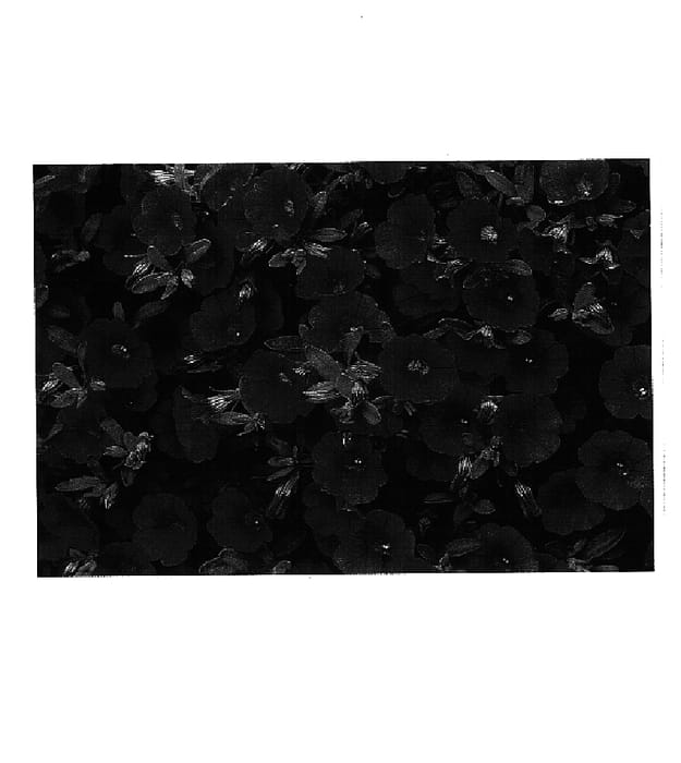 Figure 1 of US plant patent PP14606, the photograph of Cal Rose printed in the patent.