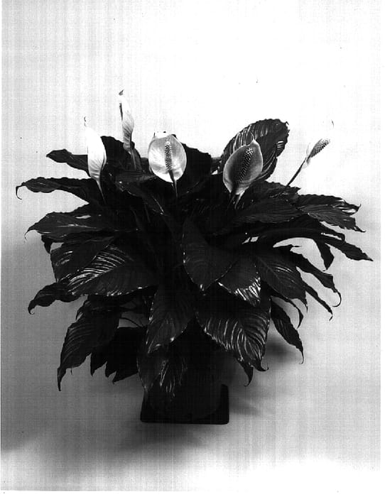Figure 1 of US plant patent PP14607, the photograph of 6598-1 printed in the patent.