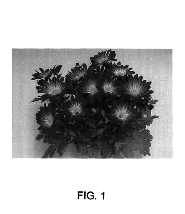 Figure 1 of US plant patent PP14608, the photograph of Bajimba printed in the patent.